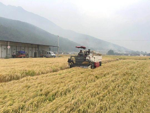 云南麗江青稞單產再創中國最高紀錄：畝產627.5千克